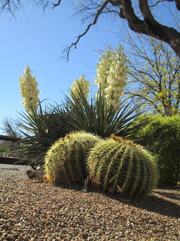 Tubac Country Inn 外观 照片